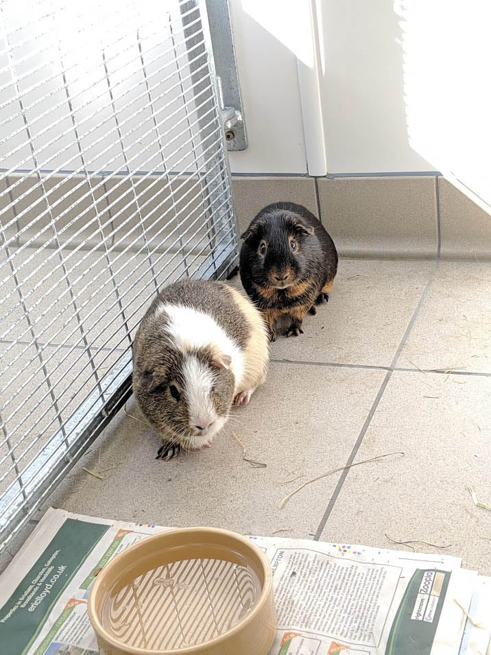guinea pig bonding