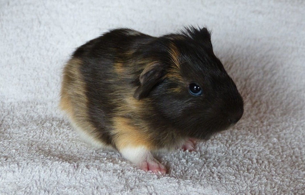baby guinea pig