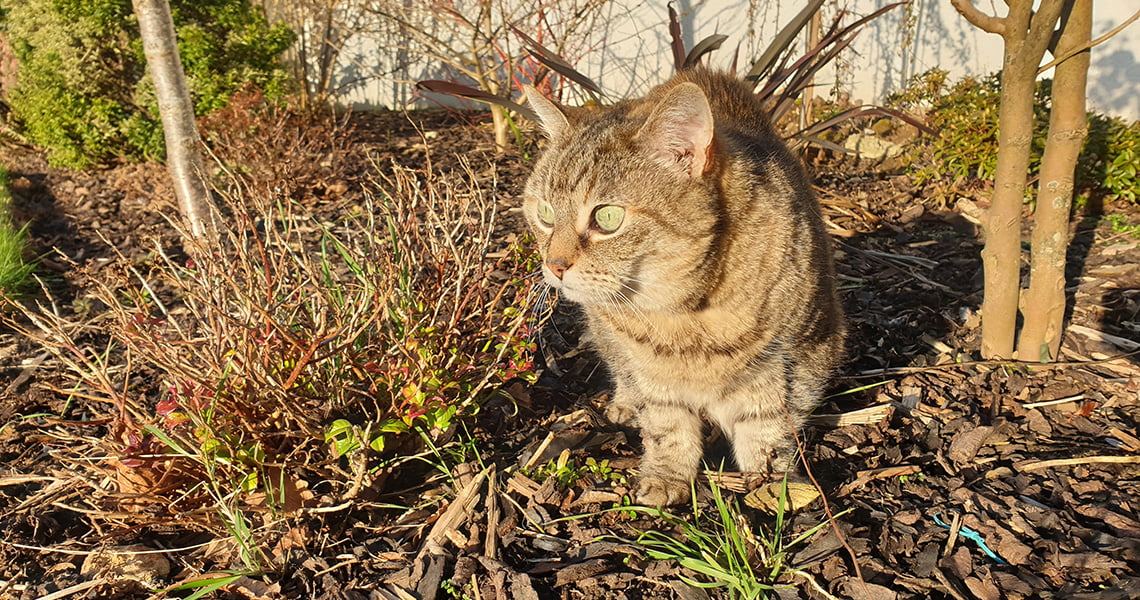 tabby cat in the sunshine