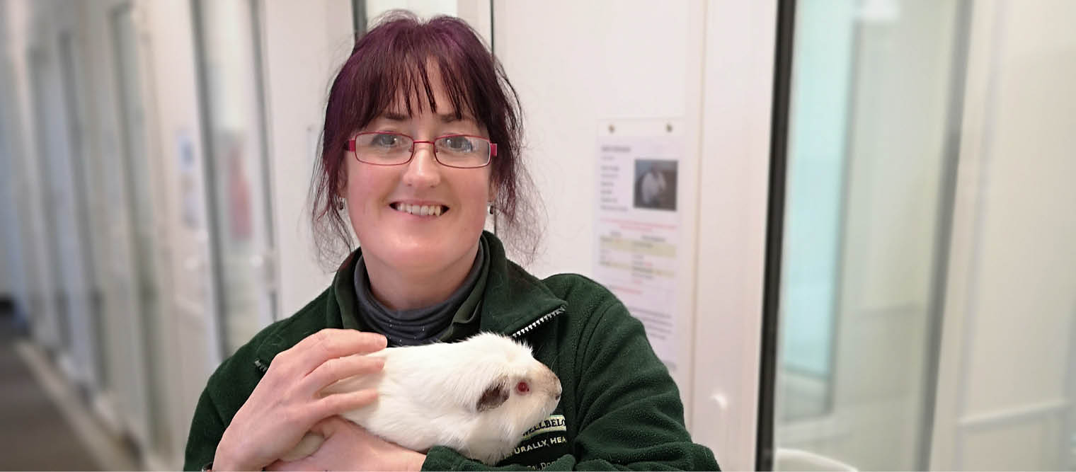 rescue guinea pig