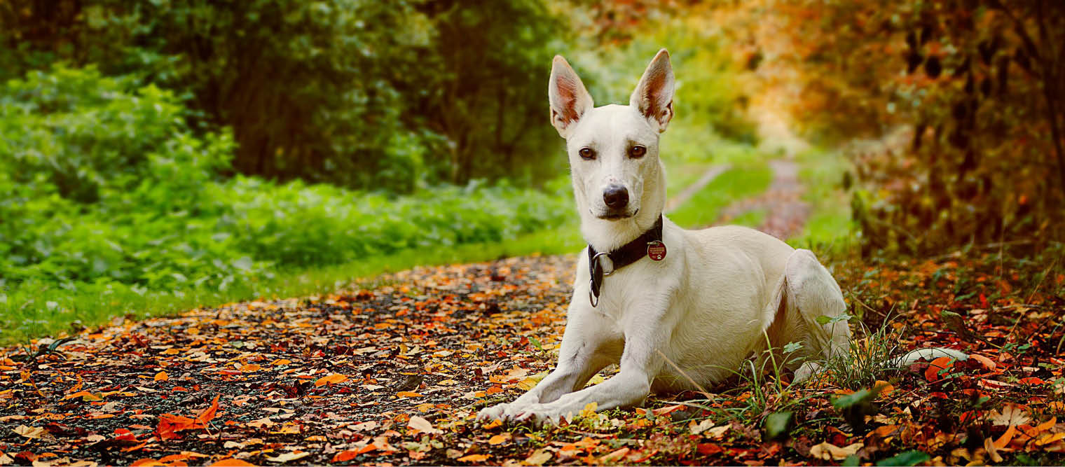 white dog, woodland, autumn
