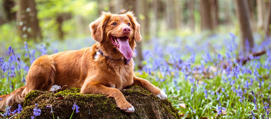 spaniel and bluebells
