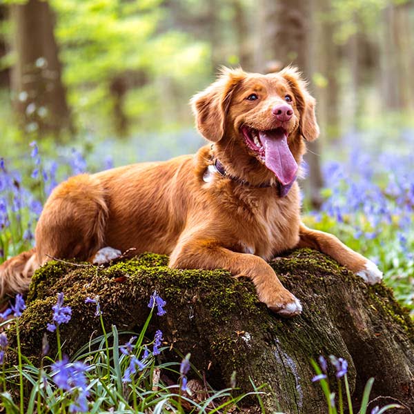 spaniel in bluebell wood