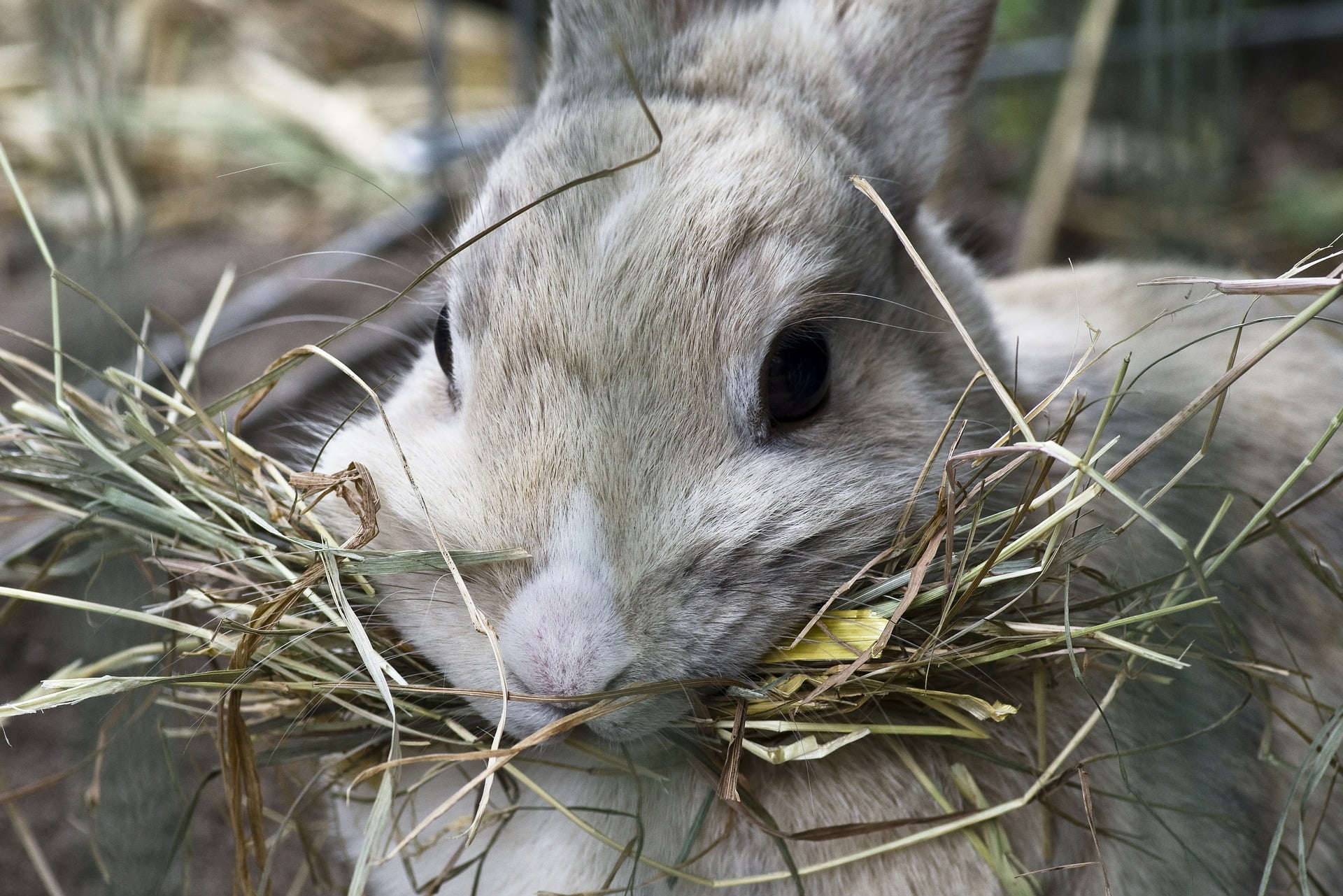 rabbit hay