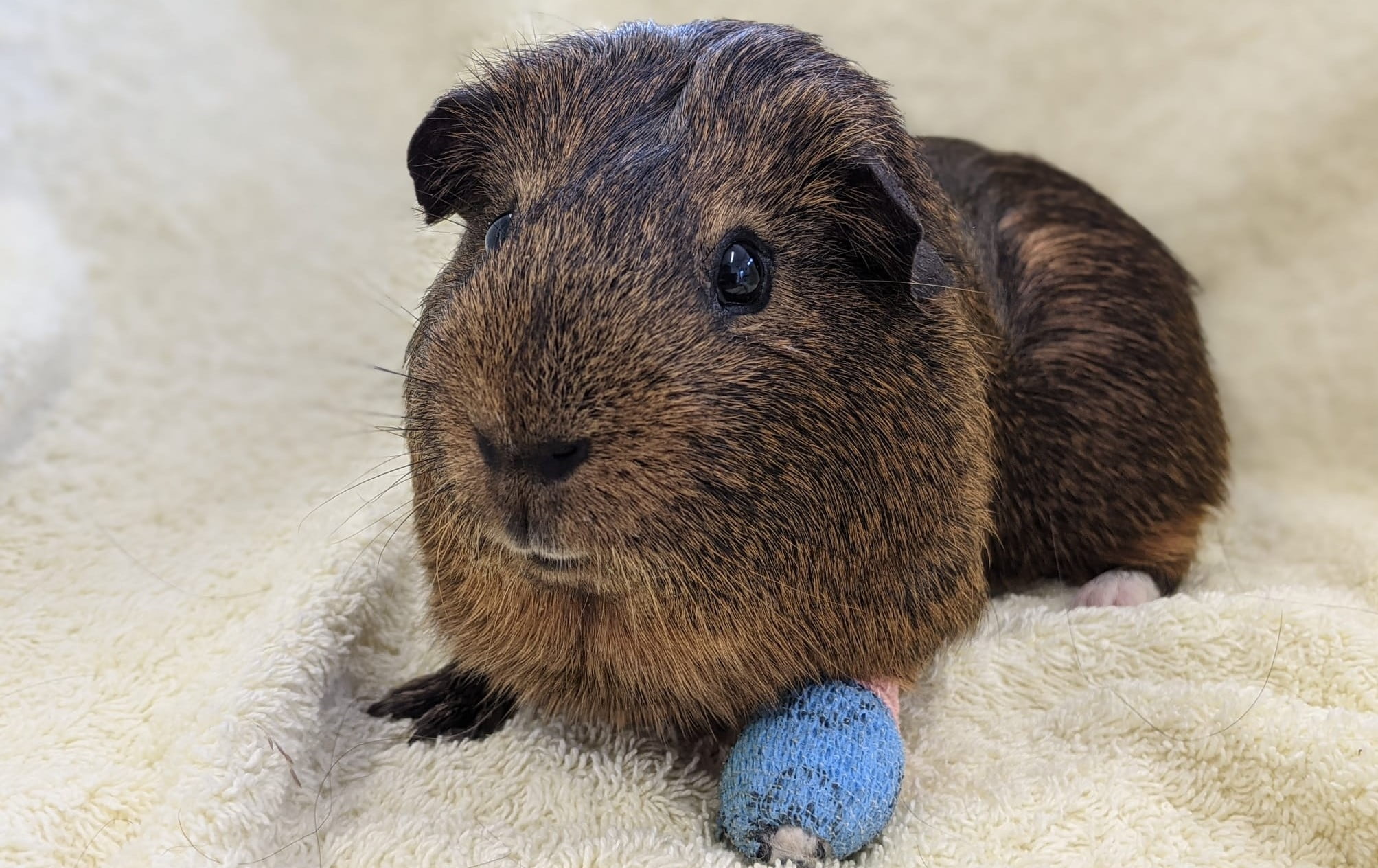 rescue guinea pig with bandaged foot