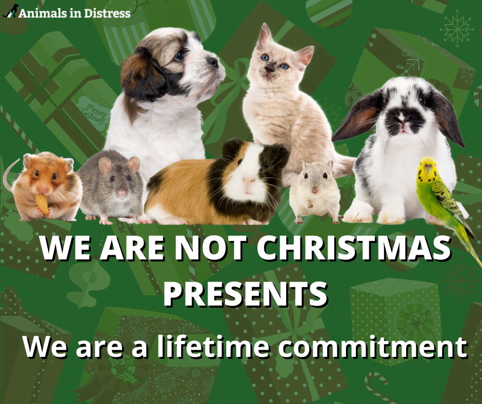 Pets are for life not for Christmas