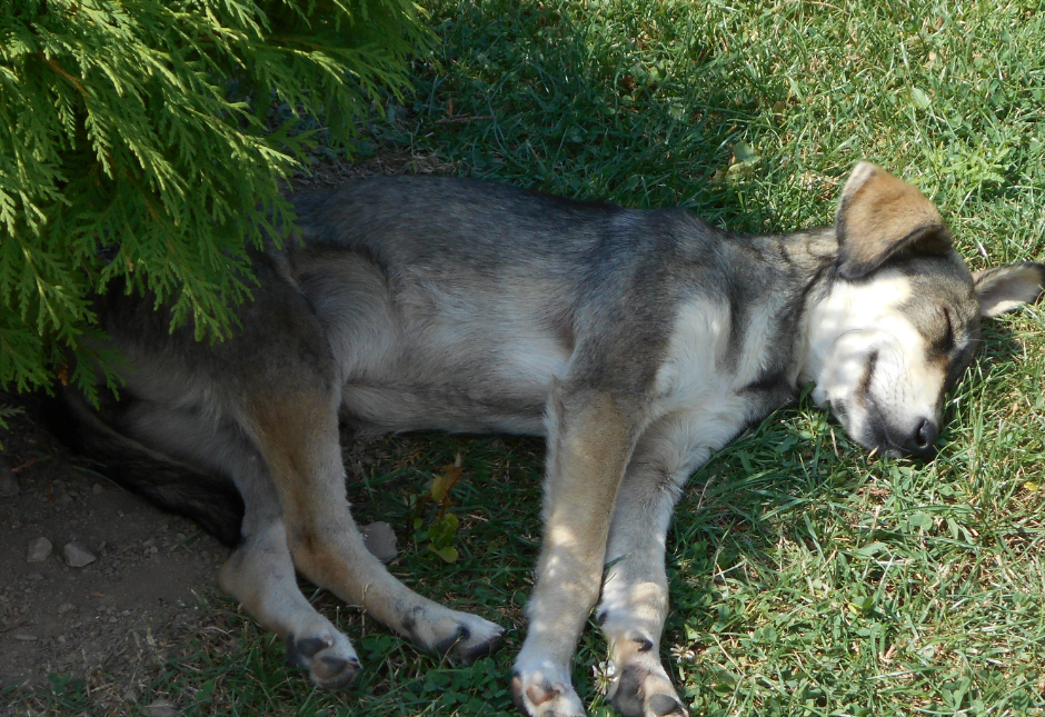 dog sleeping in shade