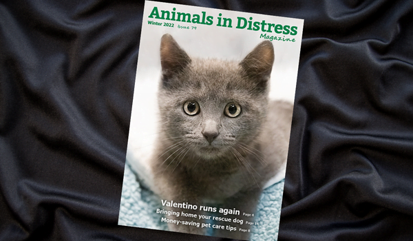 Winter magazine | Animals in Distress