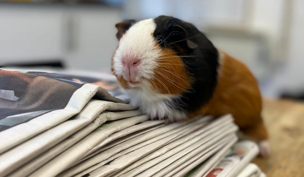guinea pig newspapers