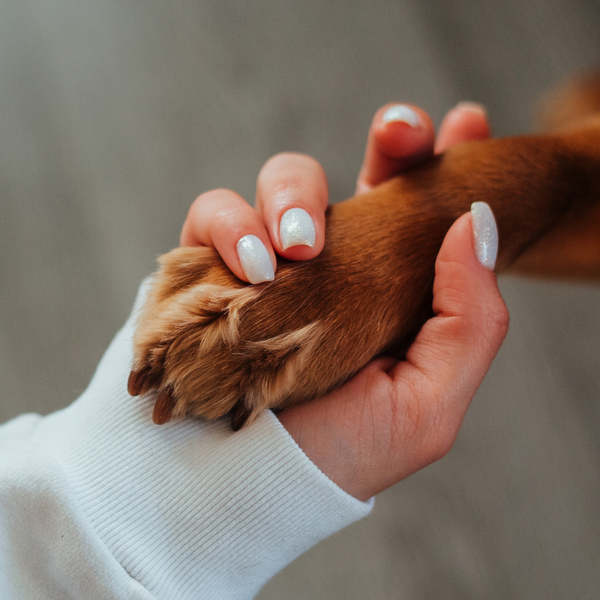 hand in paw